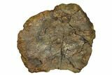 Fossil Ankylosaurid Ungual (Claw) - Montana #183999-2
